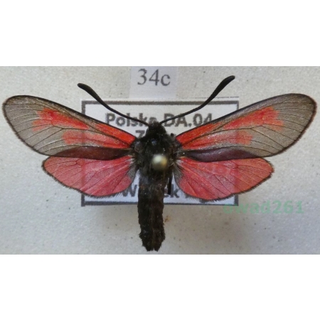Zygaena angelicae Ochsenheimer, 1808 Kraśnik dzięgielowiec Poland34c